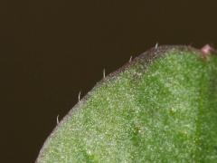 leaf, detail
